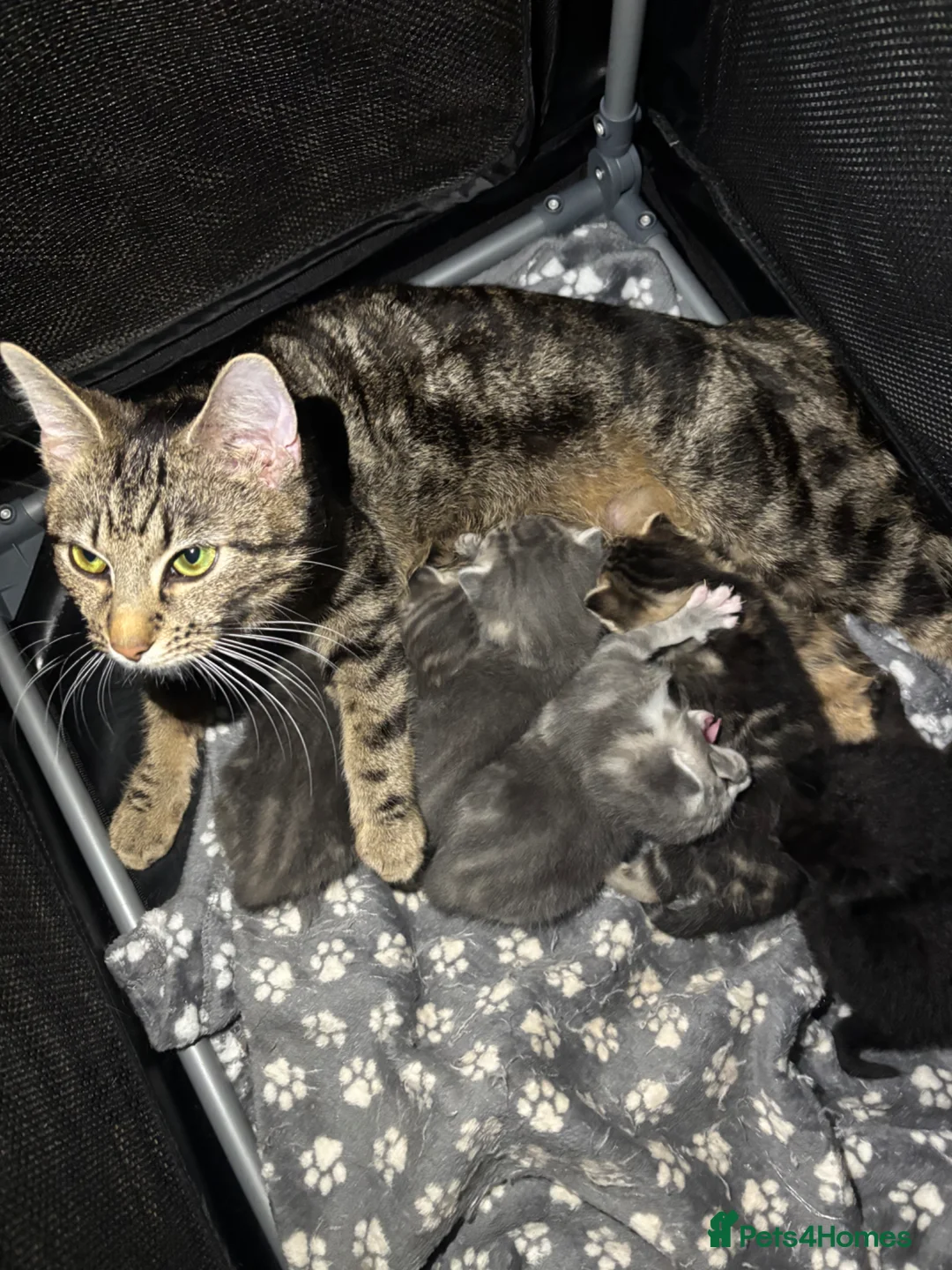 Mixed Breed cats for sale: Beautiful Black female kitten with blue eyes  - Advert 8