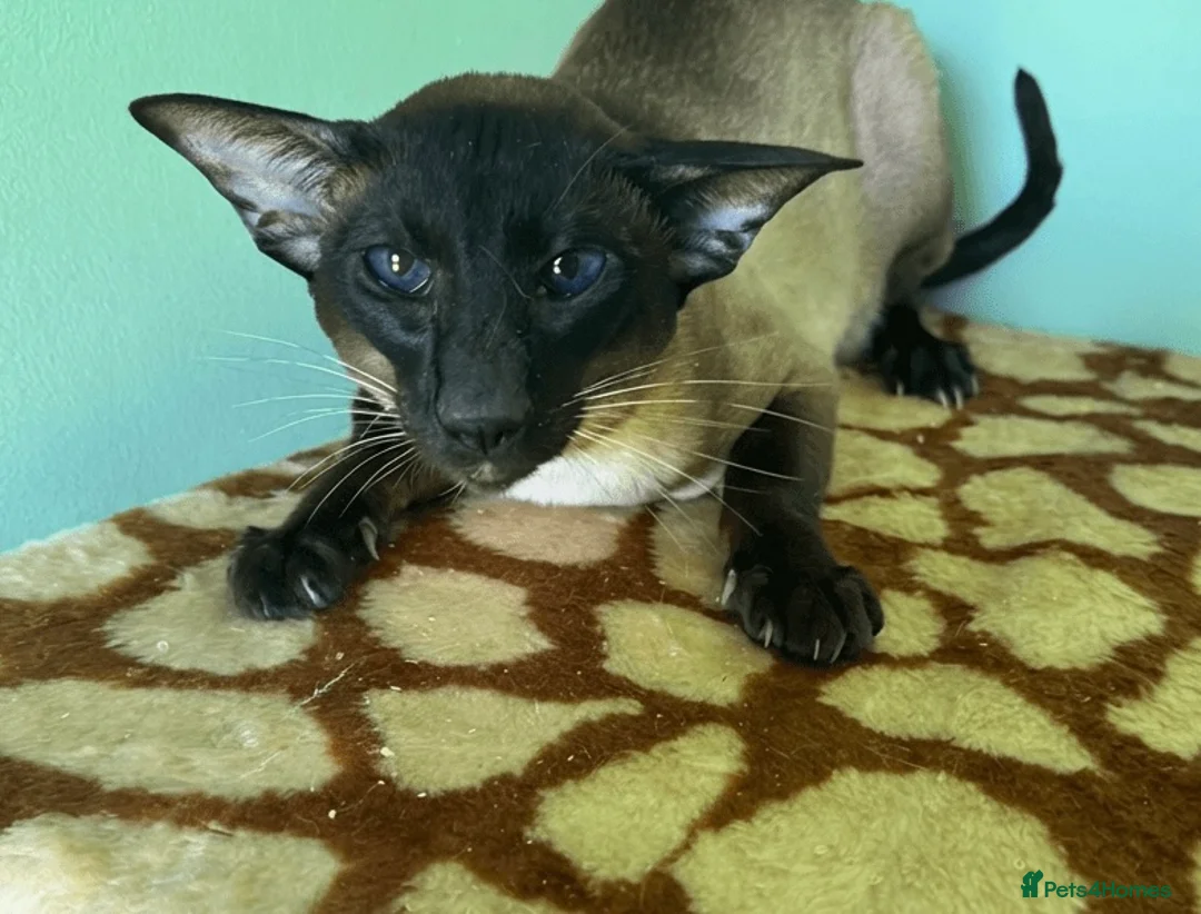 Siamese cats for sale: Stunning Male on ACTIVE registration  - Advert 2
