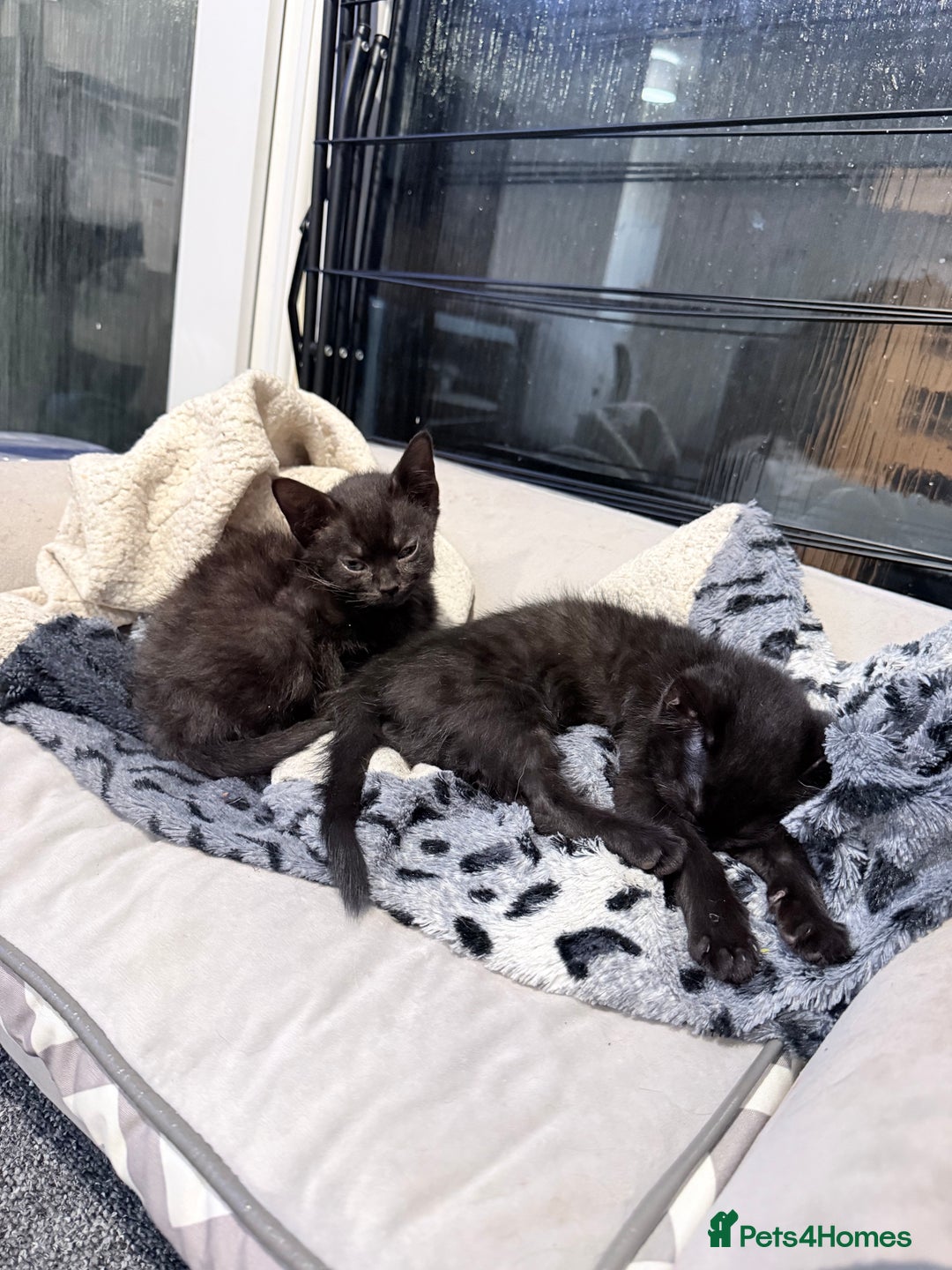 Bombay cats for sale: 3 black Bombay kittens female - Advert 3