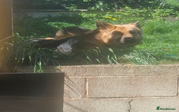 German Shepherd dogs for stud: German shepherd for stud only - Image 2