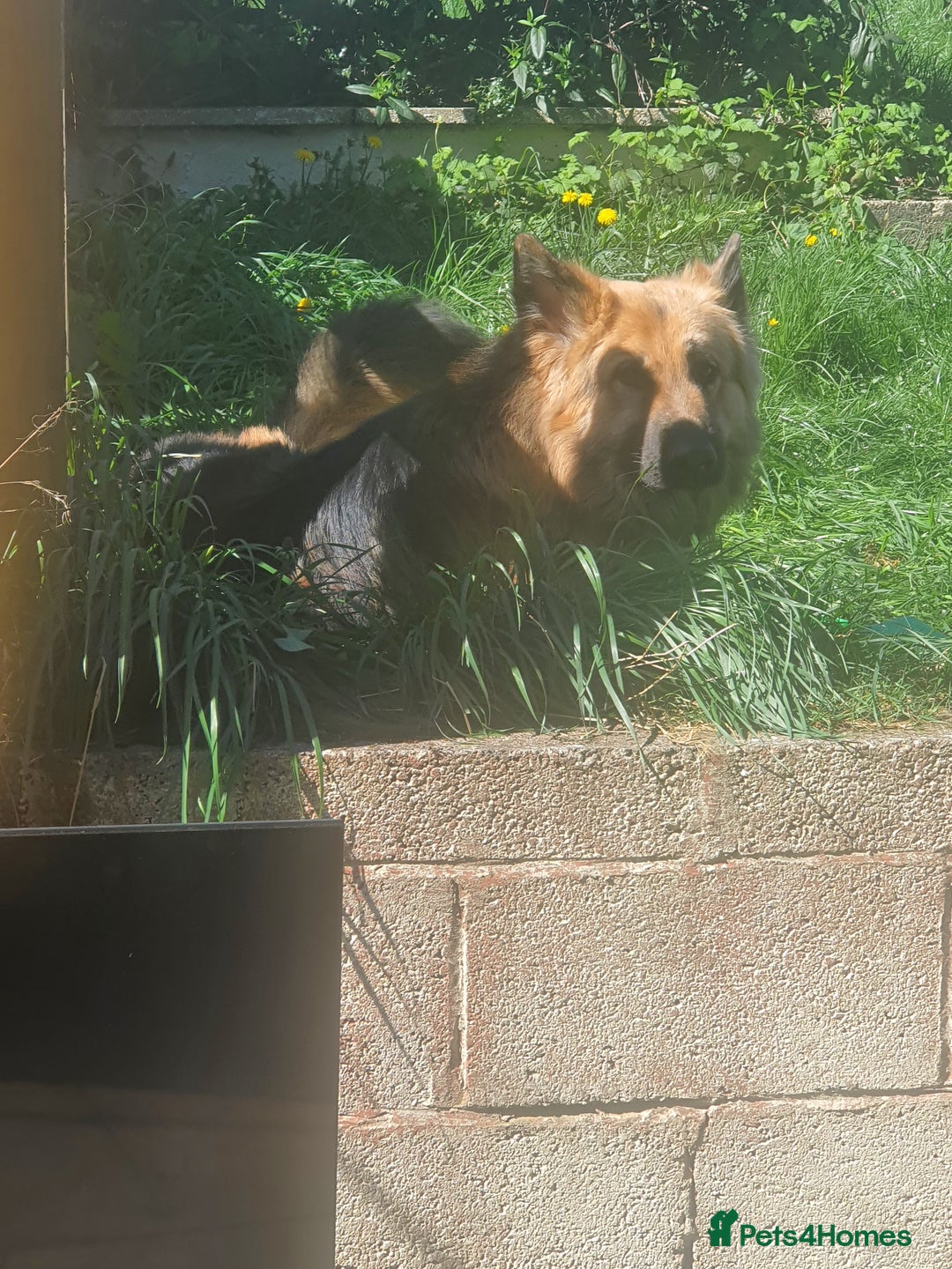 German Shepherd dogs for stud: German shepherd for stud only - Image 2