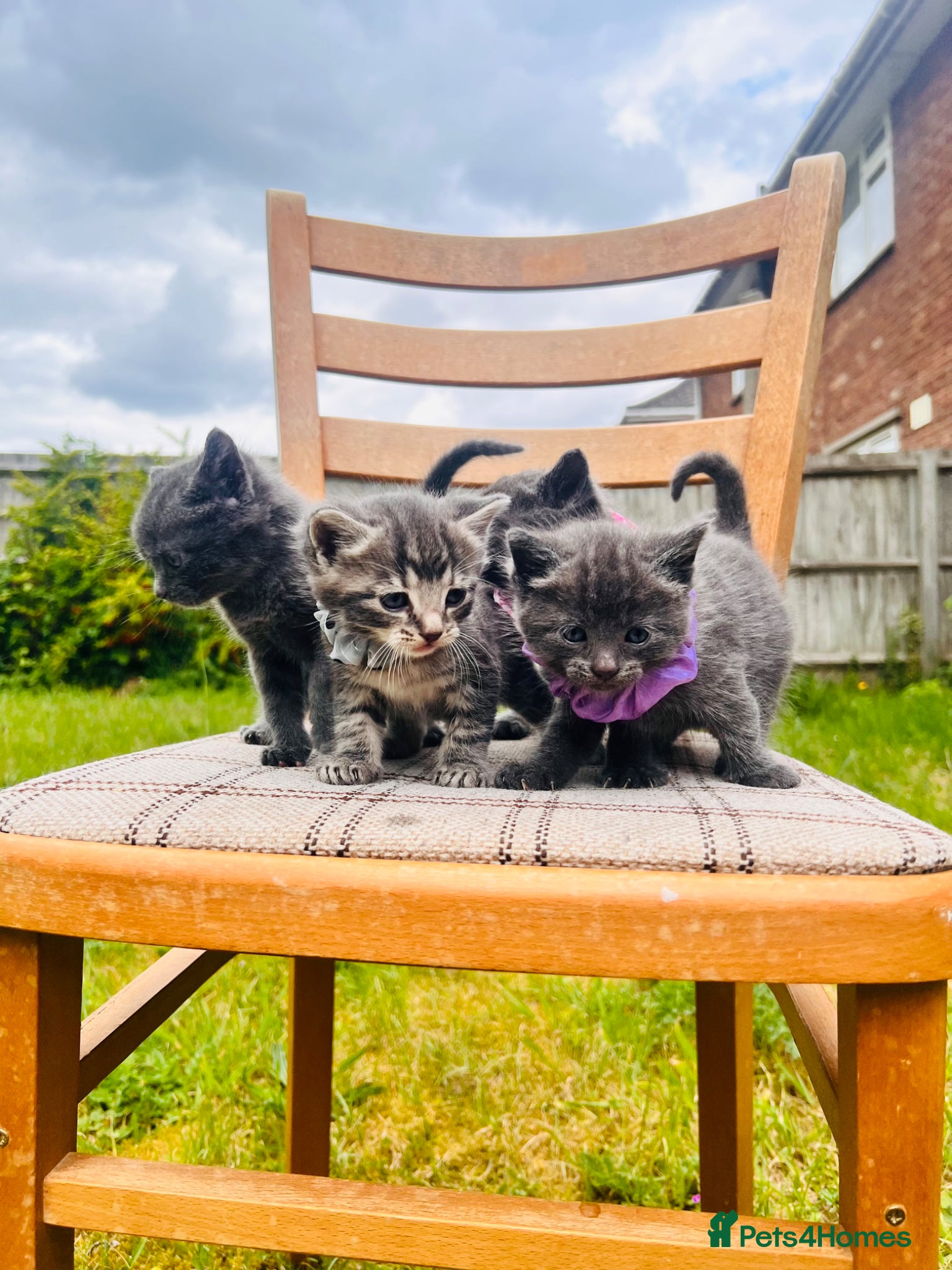 Mixed Breed cats Cute Kittens from British Shorthair Dad &Tabby Mom - Advert 1