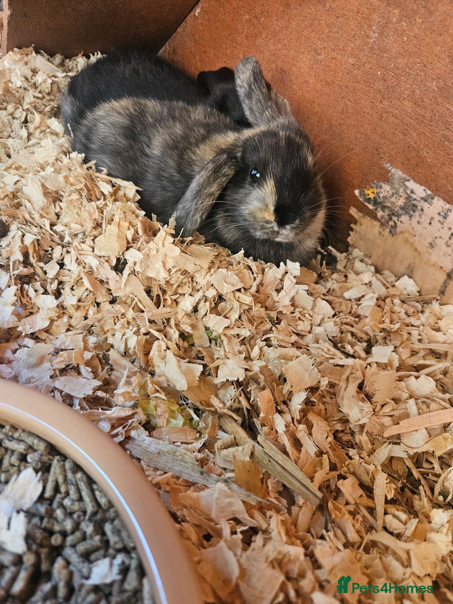 Mixed Breed rabbits Male babby rabbits left from litter  - Advert 2