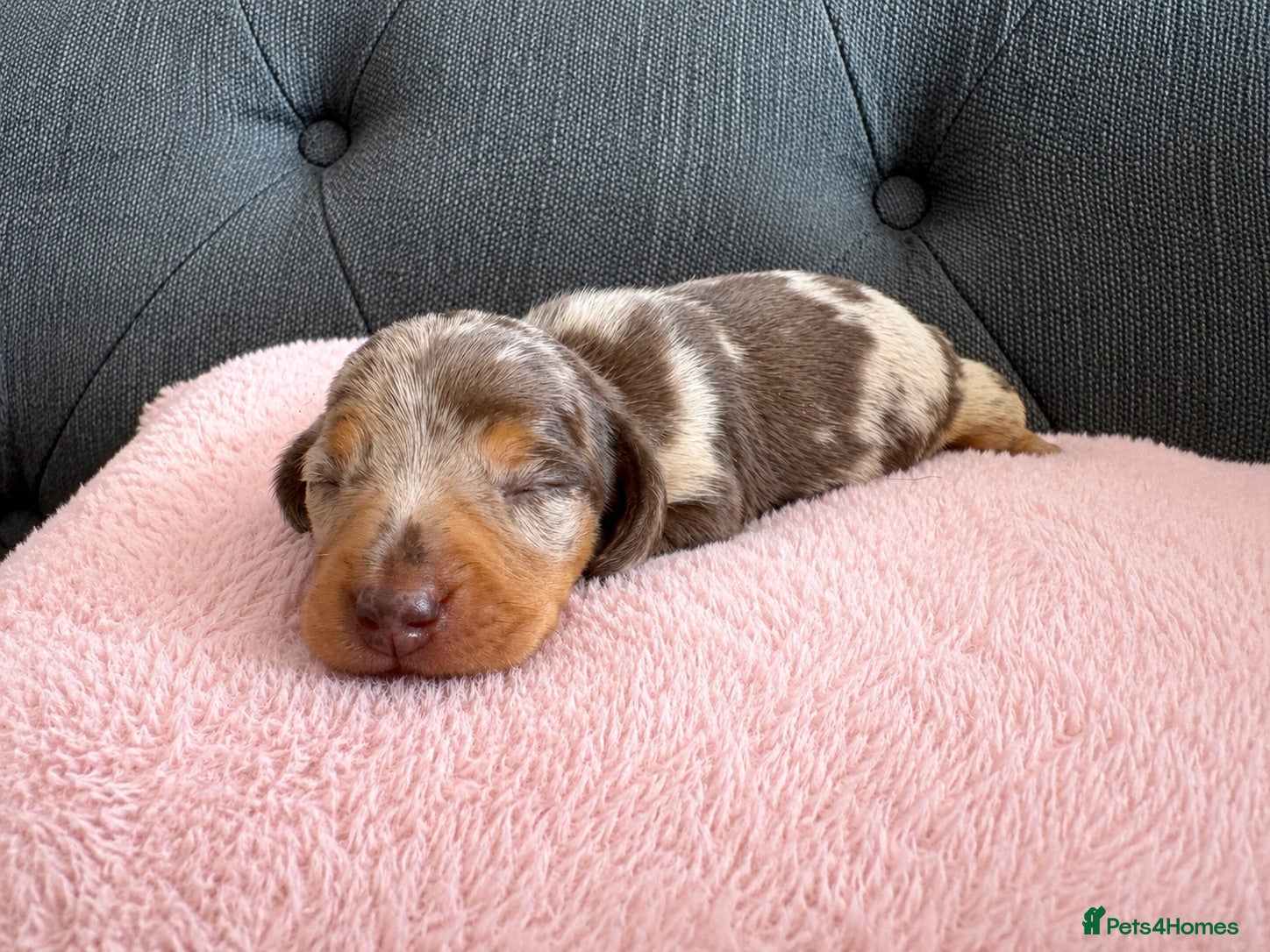 Miniature Dachshund dogs 🤎Beautiful Dapple Miniature Dachshund Puppies🤎 - Advert 8