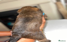 Mixed Breed dogs for sale: Adorable puppies - Image 7