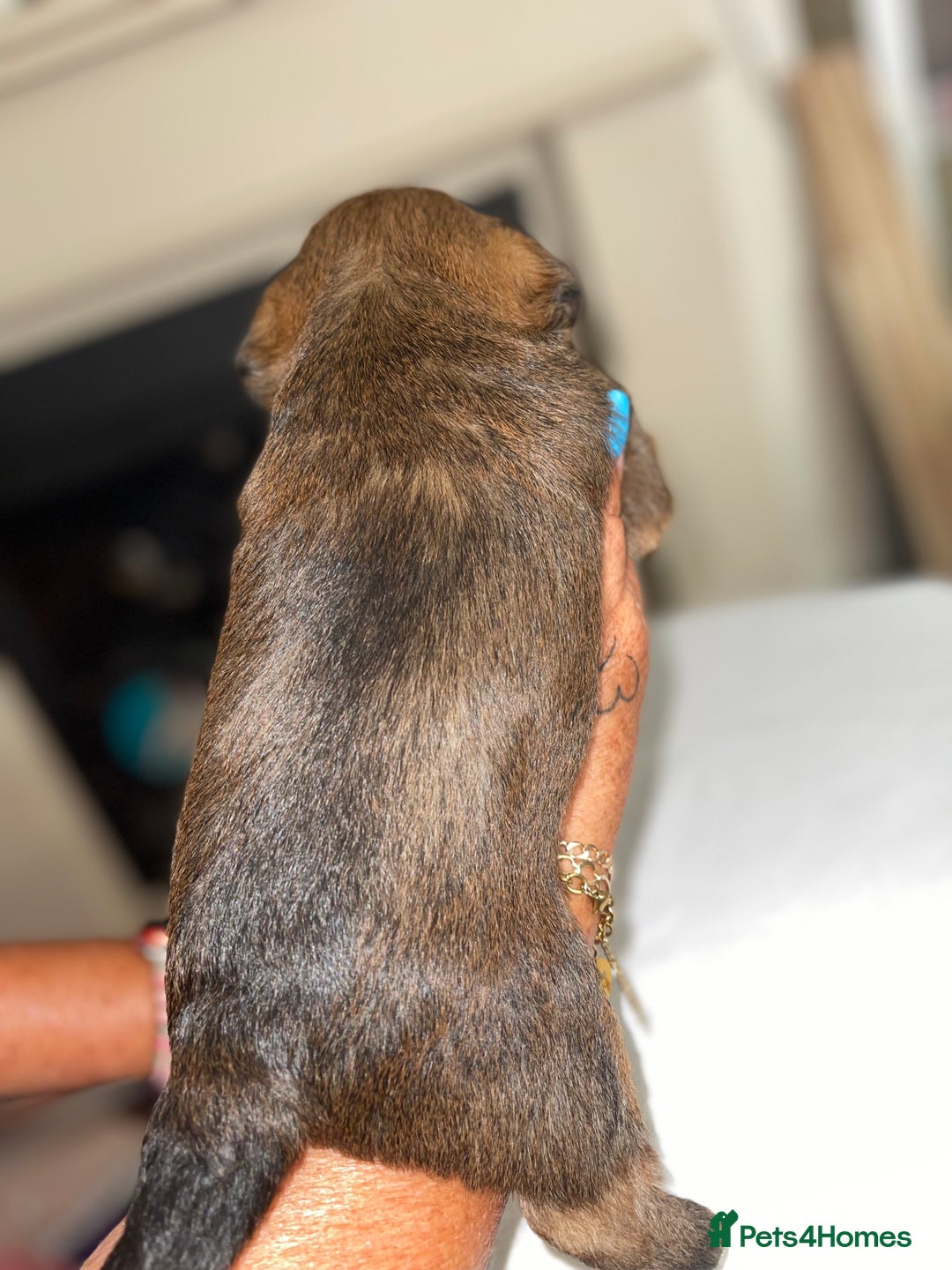 Mixed Breed dogs for sale: Adorable puppies - Image 7