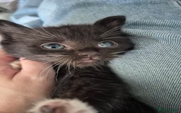 Mixed Breed cats for sale: 6 kittens for sale. - Image 5