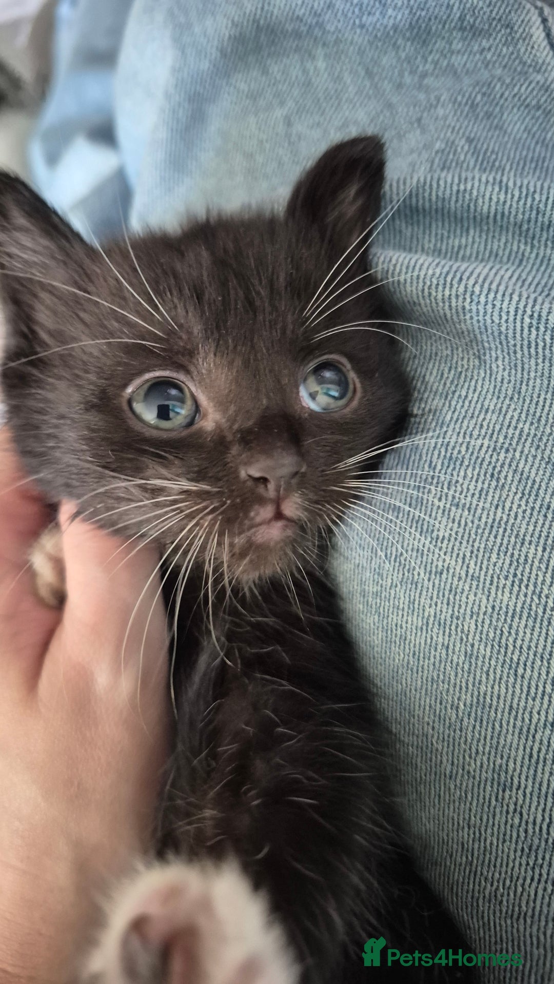 Mixed Breed cats for sale: 6 kittens for sale. - Image 5