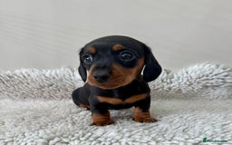 Miniature Dachshund dogs for sale: 🥰 3 cream smooth haired ready 6th November🥰  - Image 21