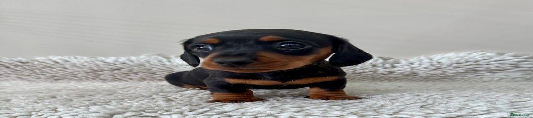 Miniature Dachshund Puppy 8