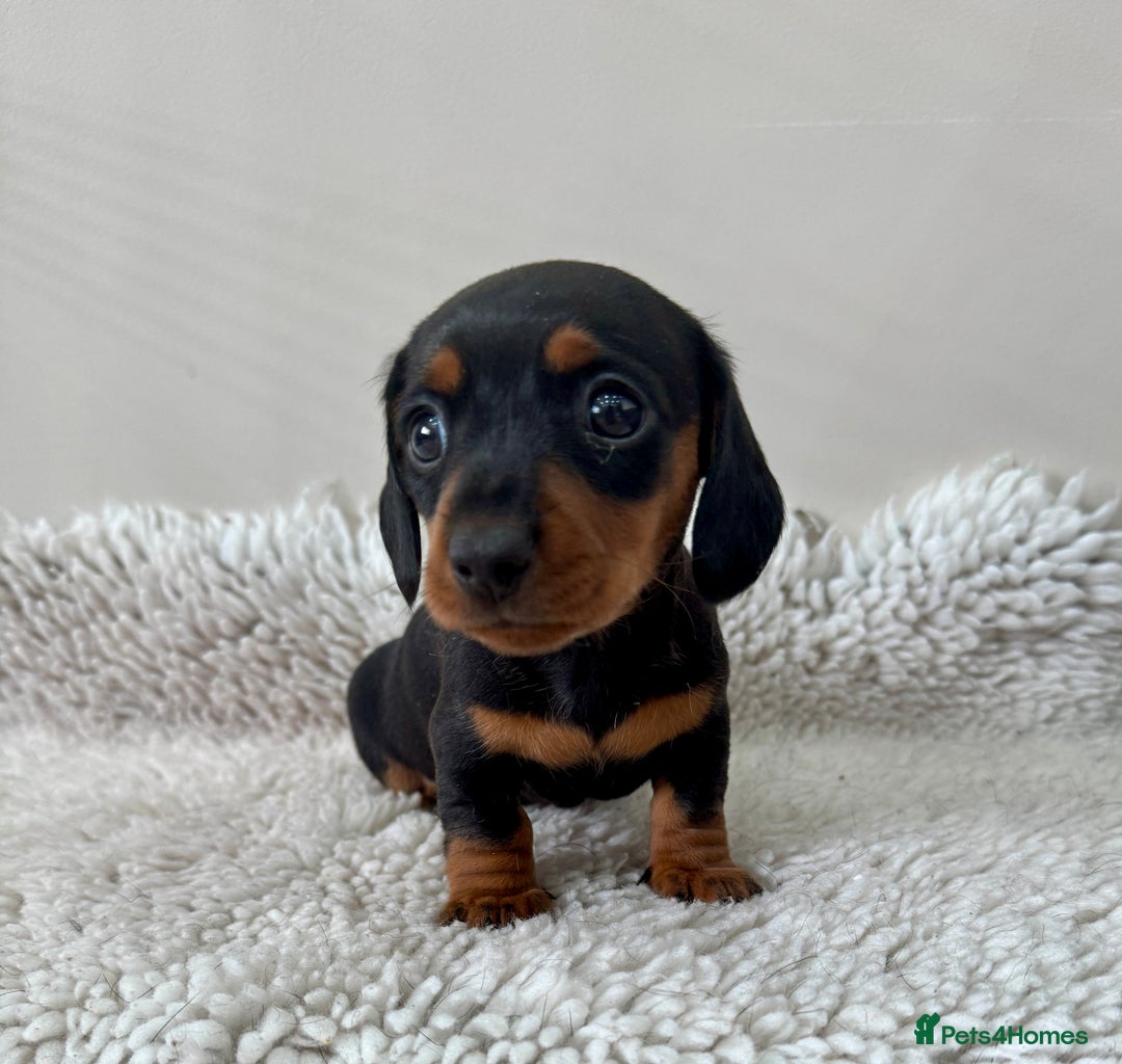 Miniature Dachshund dogs for sale: 🥰 3 cream smooth haired ready 6th November🥰  - Image 21