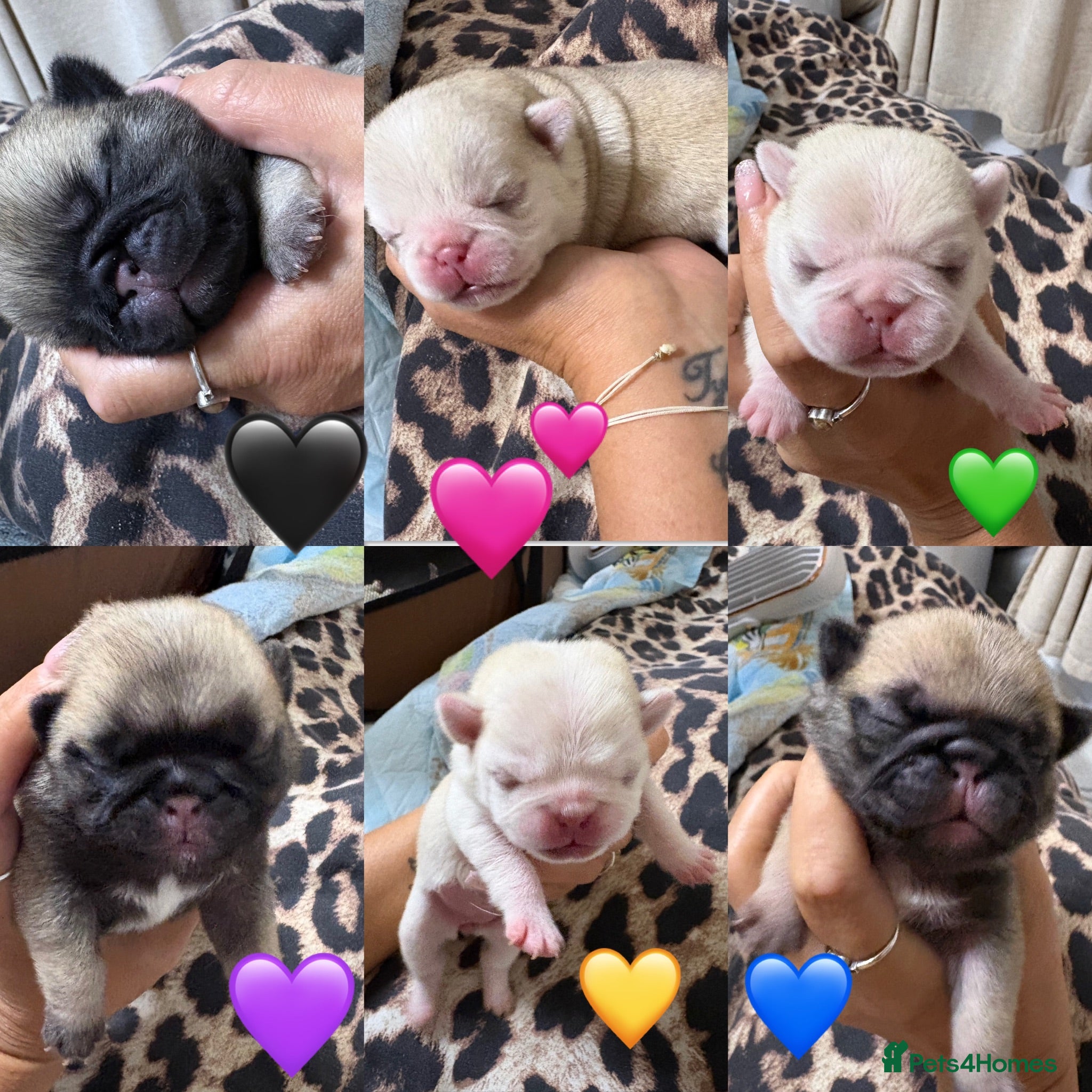 Pug dogs 9 pedigree pug puppies  - Advert 6