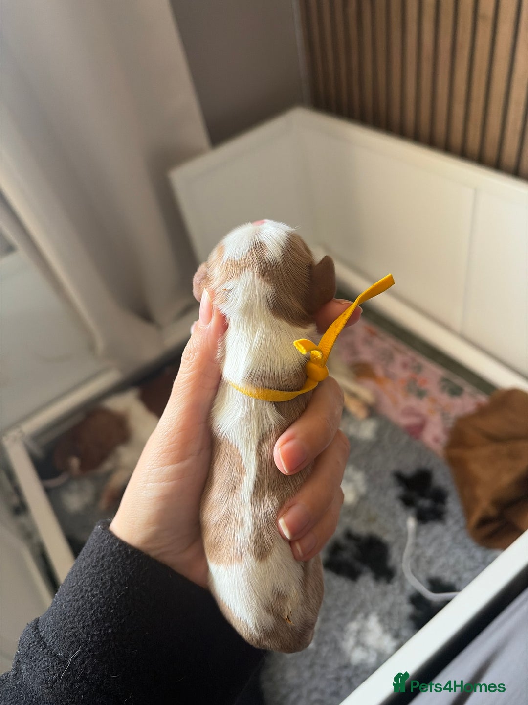 Cavalier King Charles Spaniel dogs for sale: Beautiful KC Registered Cavalier King Charles Pups - Advert 17