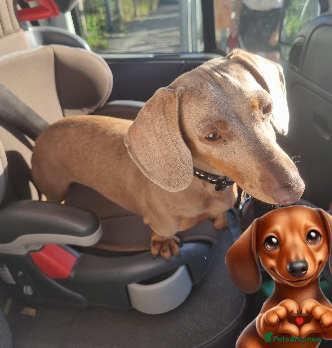 Miniature Dachshund dogs for sale: ❤️KC registred miniature daschund❤️ - Advert 1
