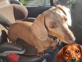 Miniature Dachshund dogs ❤️KC registred miniature daschund❤️ - Advert 5