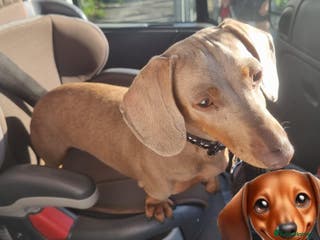 Miniature Dachshund dogs ❤️KC registred miniature daschund❤️ - Advert 2