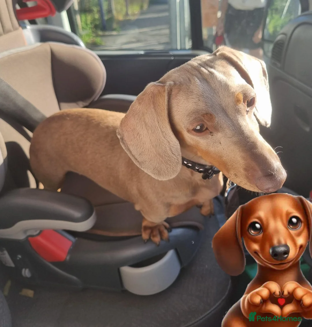 Miniature Dachshund dogs for sale: ❤️KC registred miniature daschund❤️ - Advert 2