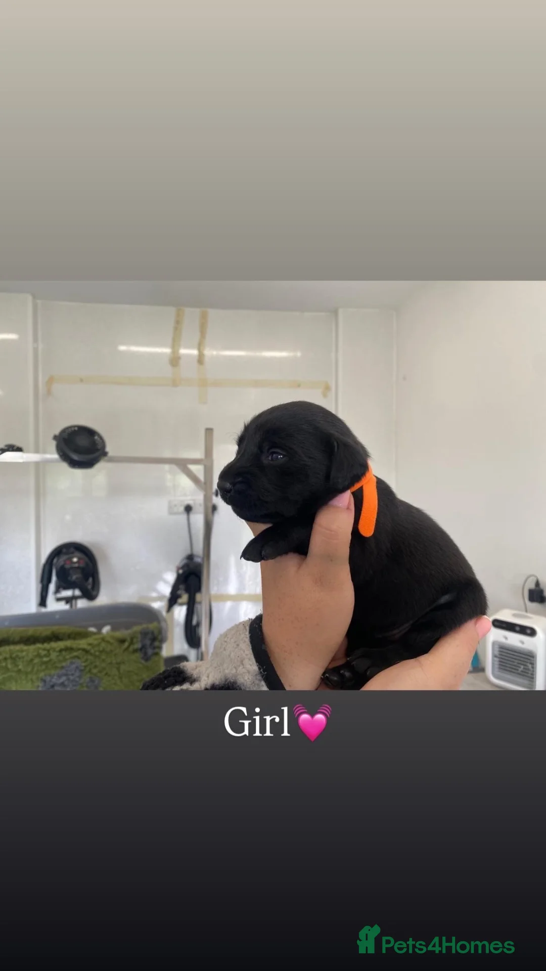 Labrador Retriever dogs for sale: 🐾 EXQUISITE BLACK LABRADOR PUPPIES 🐾 - Advert 2