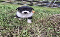 Mixed Breed dogs for sale: Border Collie x Australian Shepherd - Image 3