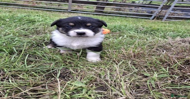 Mixed Breed dogs - Advert 9