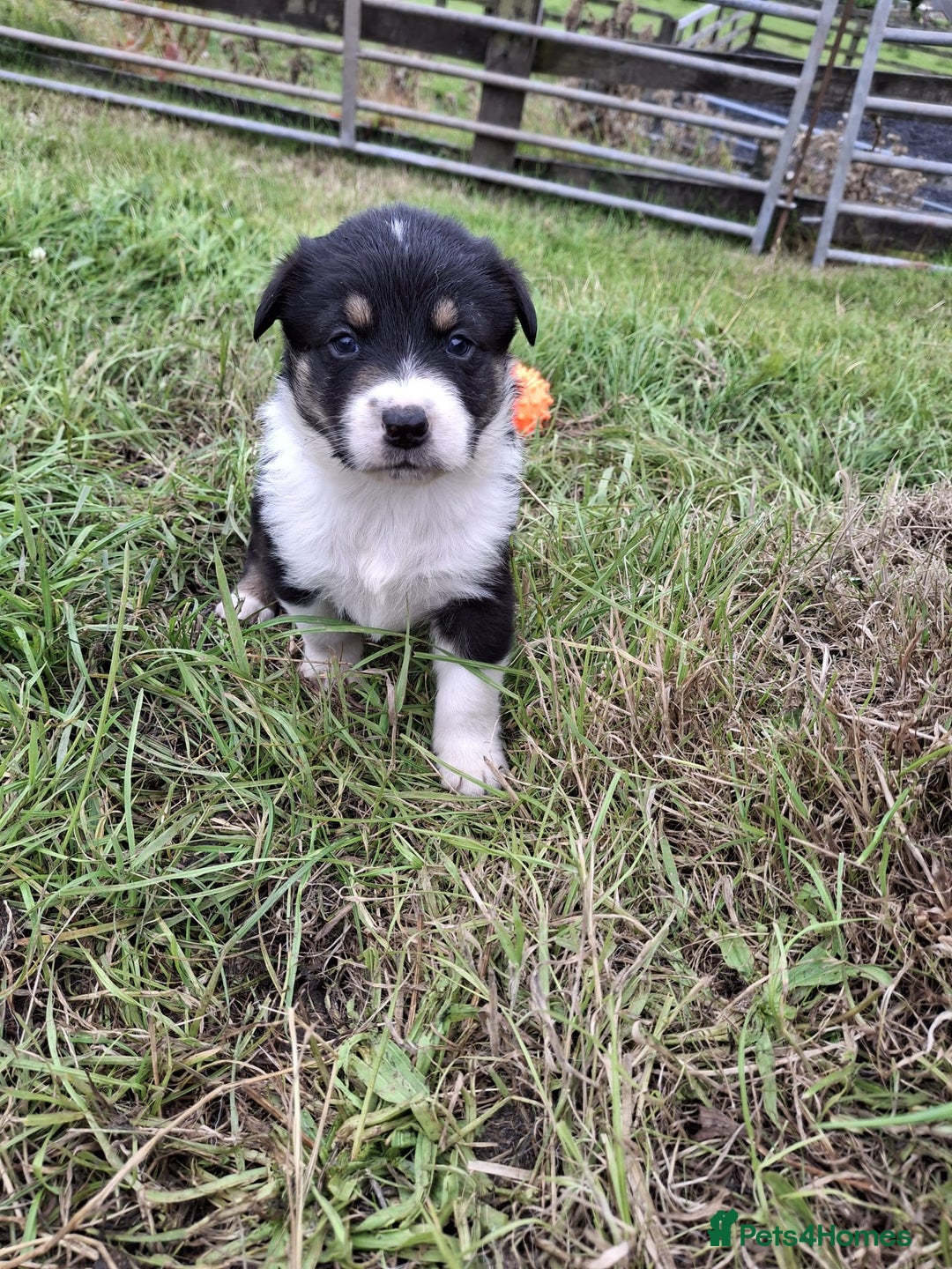 Mixed Breed dogs for sale: Border Collie x Australian Shepherd - Image 3