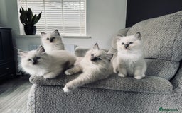 Ragdoll cats for sale: Stunning quality Ragdoll kittens - must see!!! - Image 8