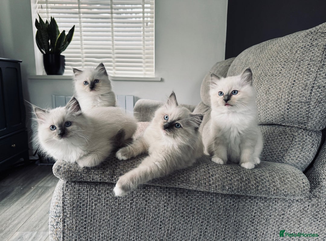 Ragdoll cats for sale: Stunning quality Ragdoll kittens - must see!!! - Image 8