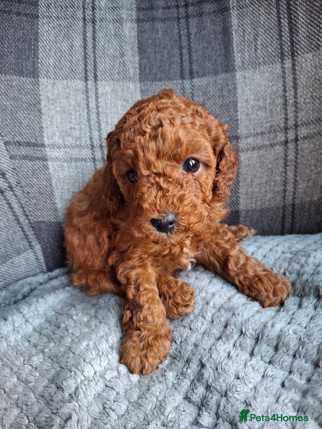 Toy Poodle dogs for sale: Toy poodles - Advert 4
