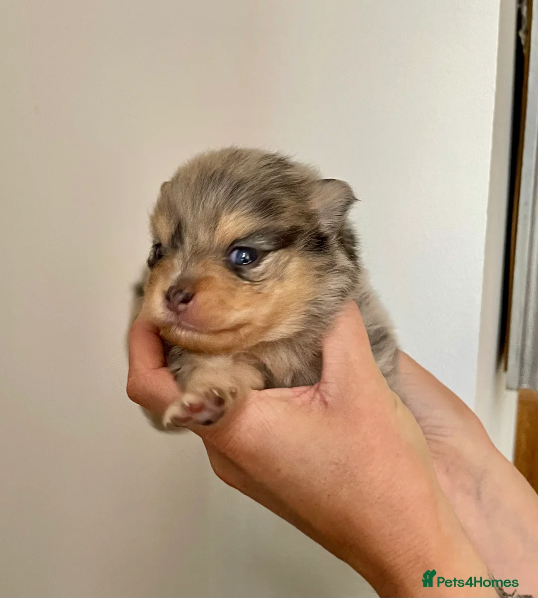 Pomeranian dogs for stud: Stunning Blue Merle Pomeranian Stud Available in Derby - Advert 10