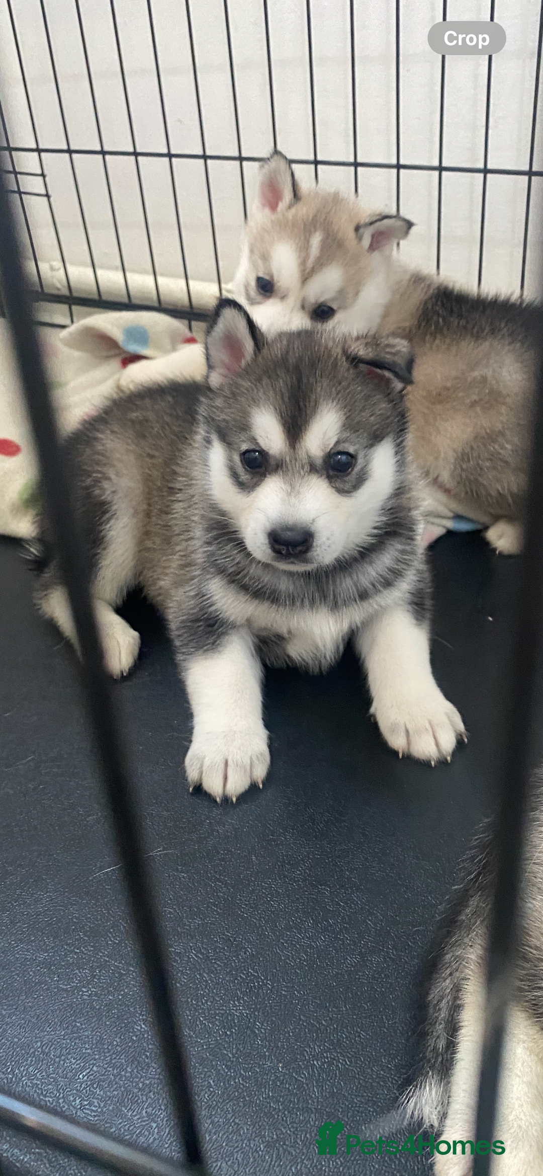 Siberian Husky dogs for sale: Full breed husky puppies - Image 2