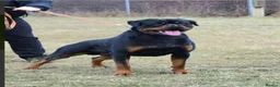 Rottweiler dogs for sale: KC ROTTWEILER  - Advert 13