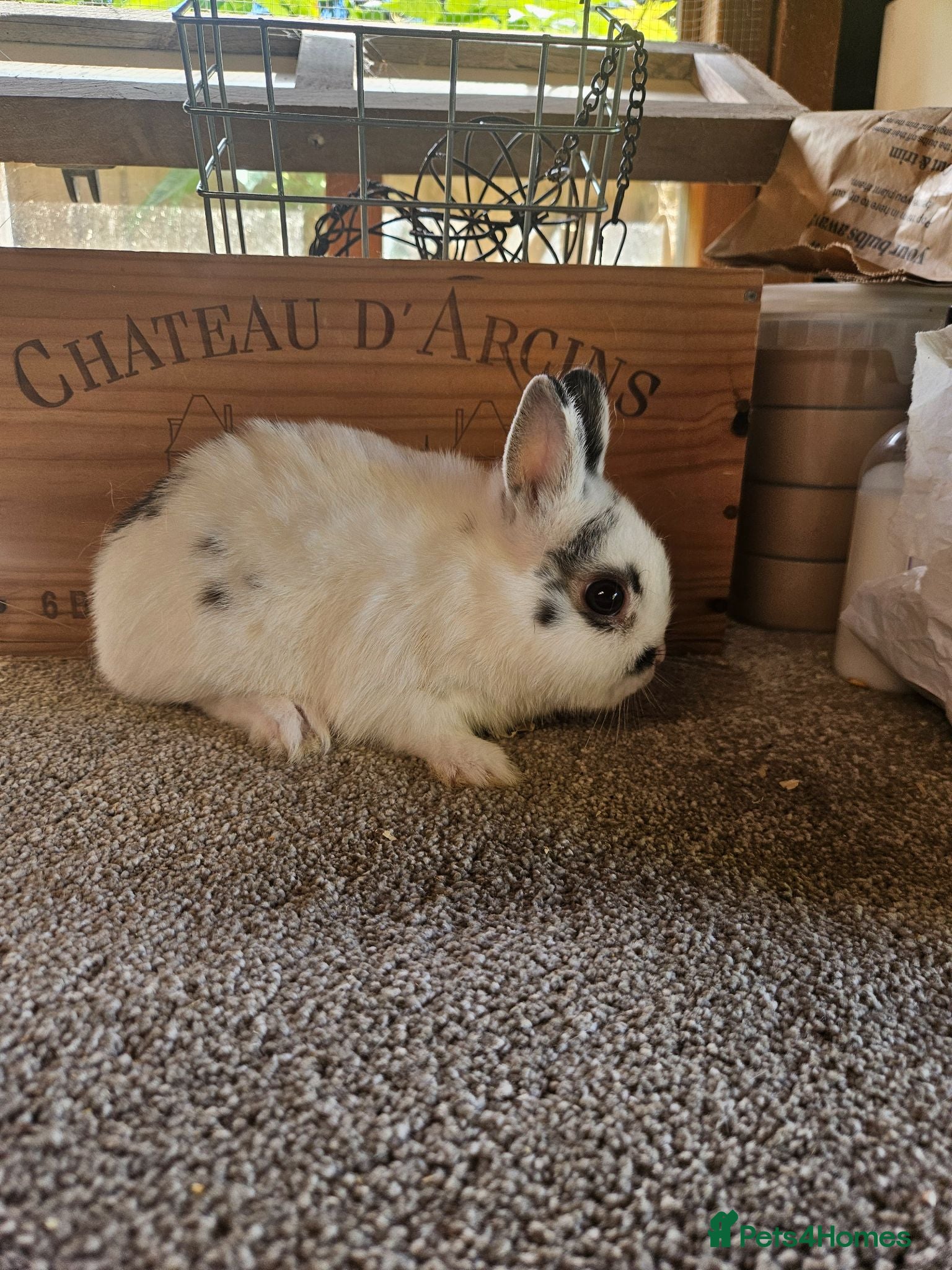 Netherland Dwarf rabbits Pu Black and White broken pattern Dwarf Buck - Advert 2