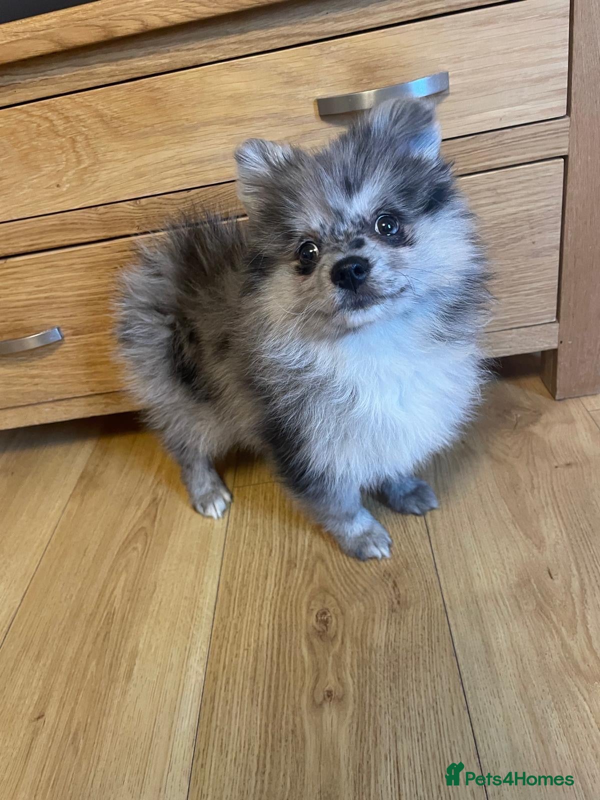 Pomeranian dogs Beautiful Adorable Very Loving Pomeranian Puppies - Advert 16