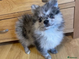 Pomeranian dogs Beautiful Adorable Very Loving Pomeranian Puppies - Advert 16