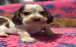 Cocker Spaniel dogs for sale: Outstanding of top quality show type puppies 🌈🐶 - Advert 25