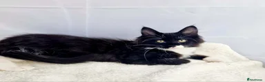 Maine Coon 2