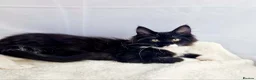 Maine Coon cats for sale: TICA registered Stunning Big boys - Advert 3