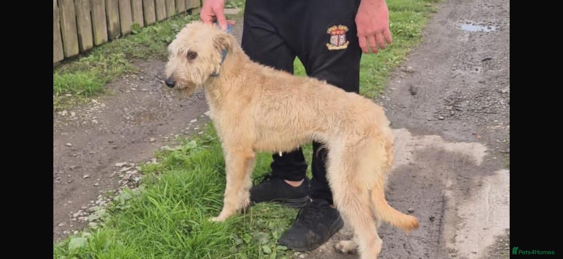 Lurcher dogs Lurcher dog for sale  - Advert 17