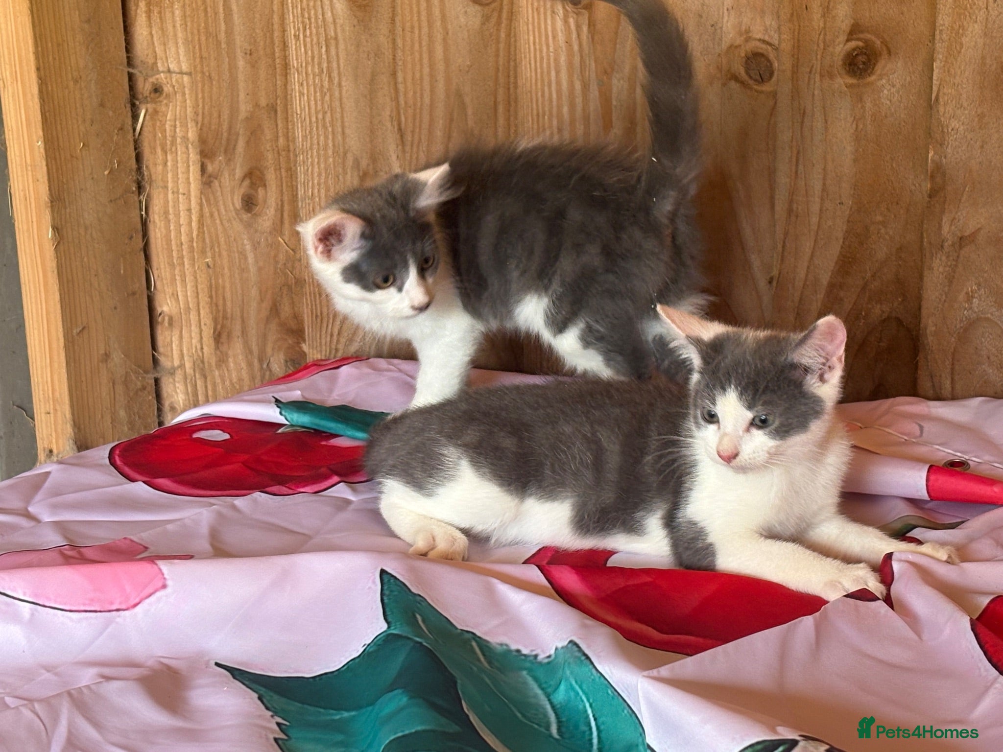 Mixed Breed cats 2 grey and white boys Ragdoll x - Advert 3