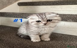 Scottish Fold cats for sale: Adorable Scottish Fold Kittens Ready for New Homes - Image 12