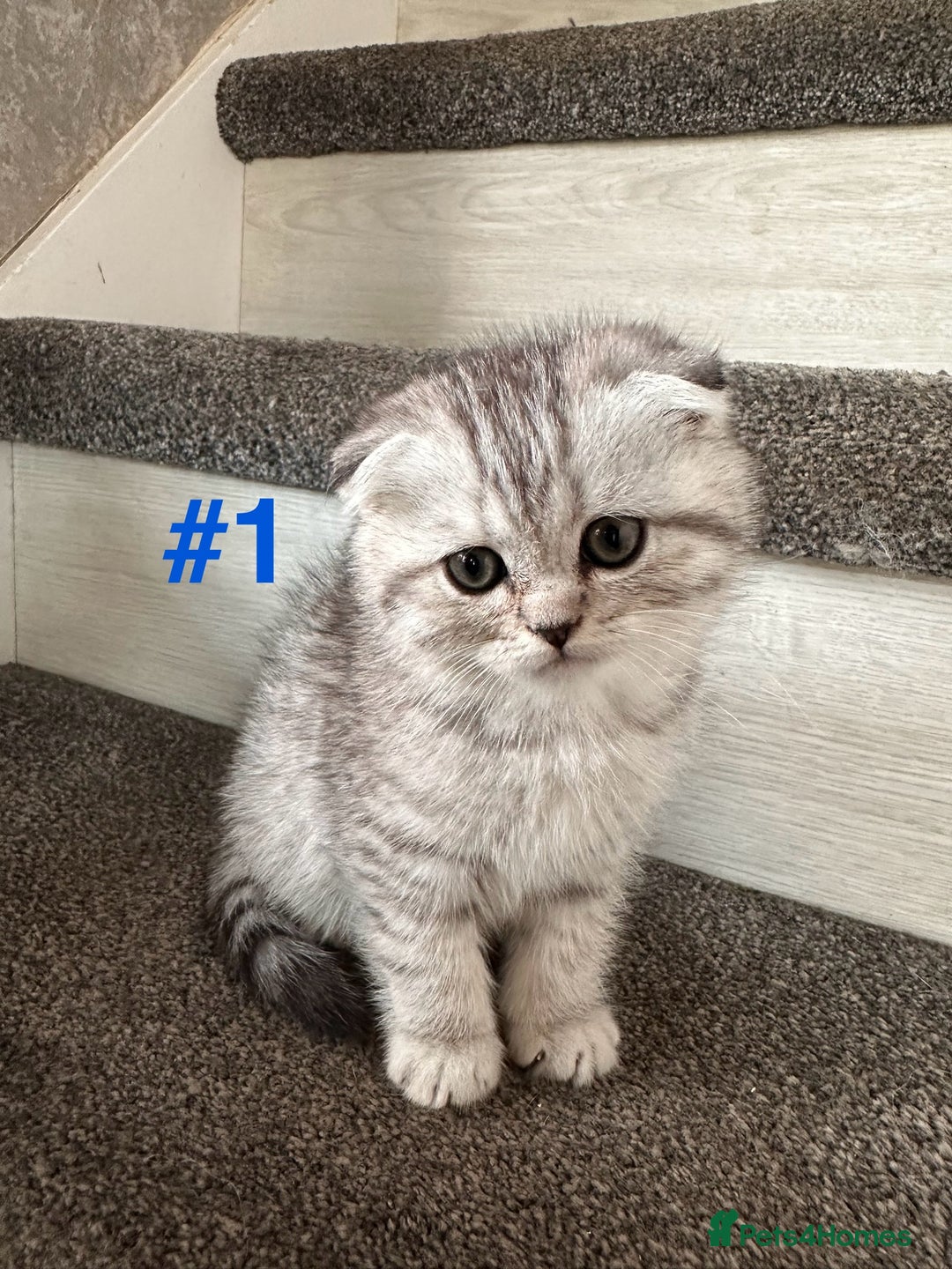 Scottish Fold cats for sale: Adorable Scottish Fold Kittens Ready for New Homes - Image 12