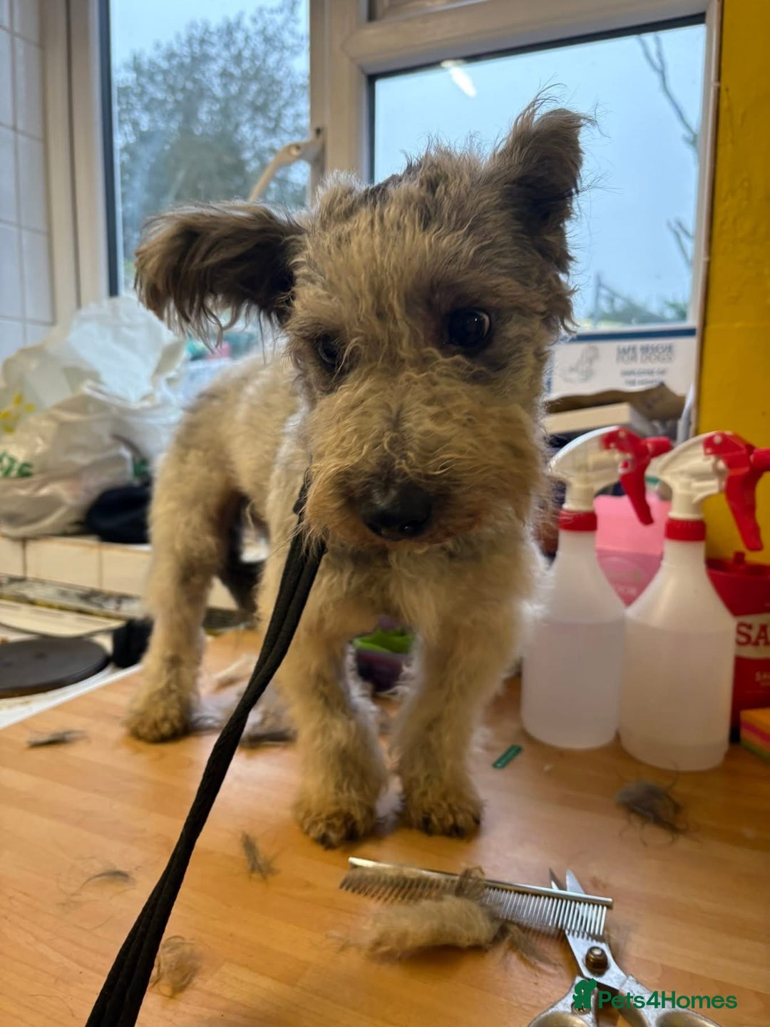 Mixed Breed dogs for adoption: Scruffy- Hingham Norfolk  - Advert 16