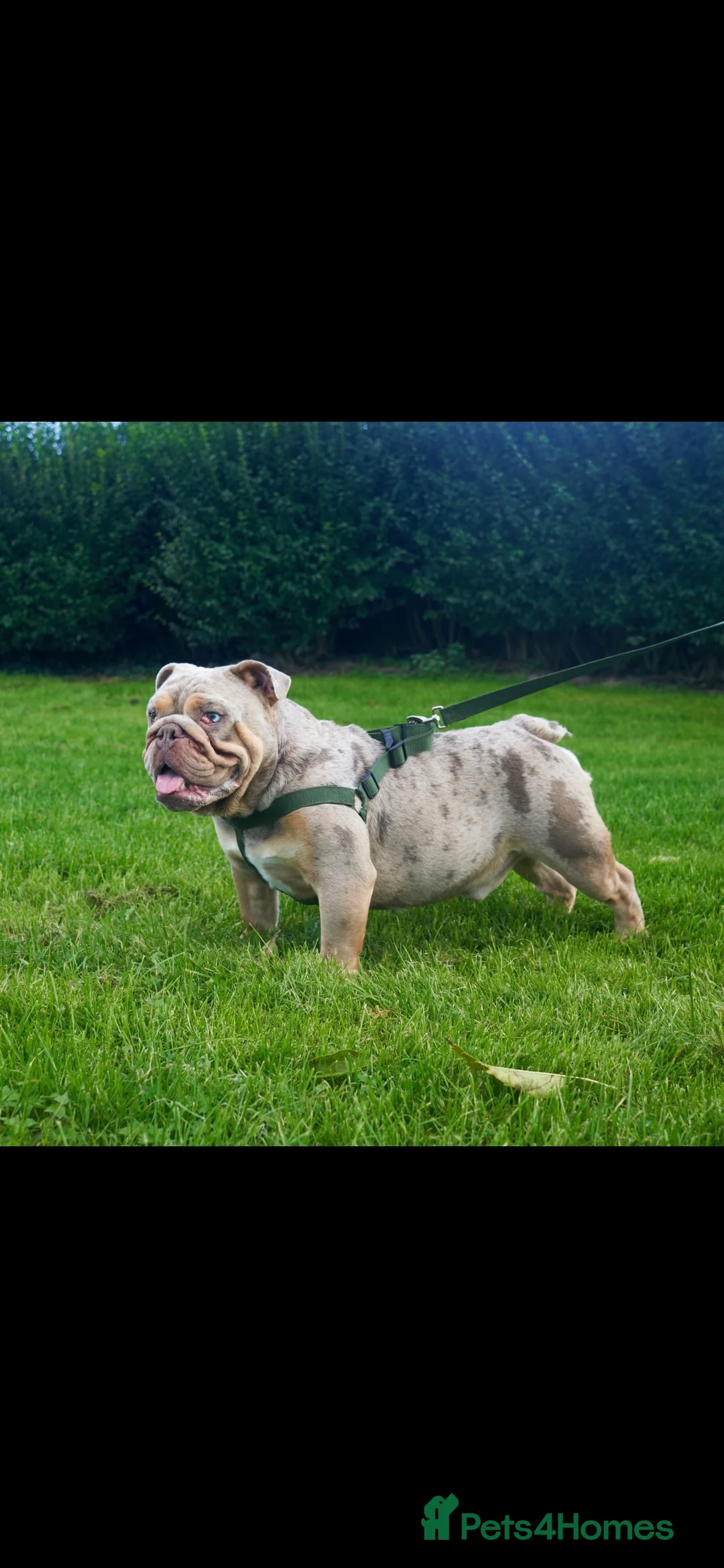 English Bulldog dogs for stud: lilac tri Merle stud in Manchester - Advert 2