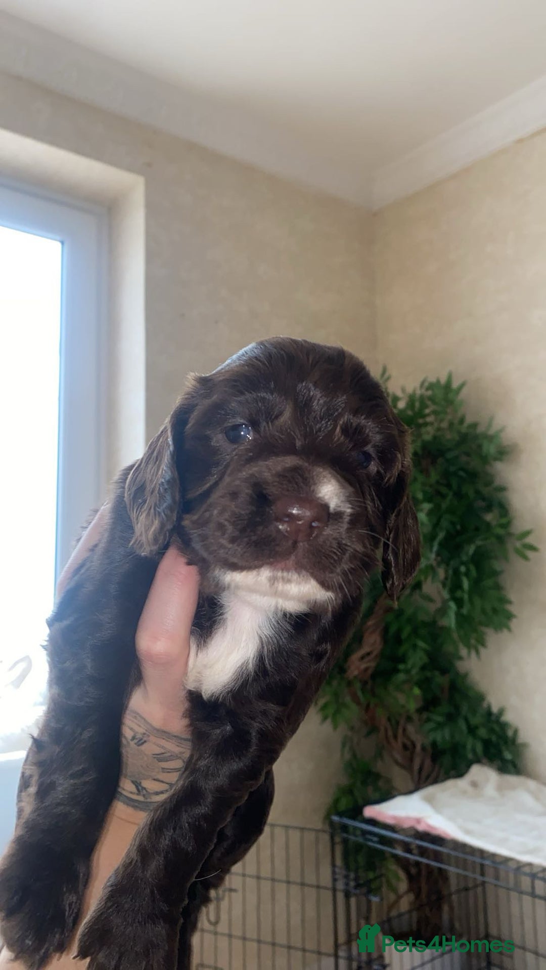 Sprocker dogs for sale: Sprocker spaniel 5 chocolate boys  - Advert 5