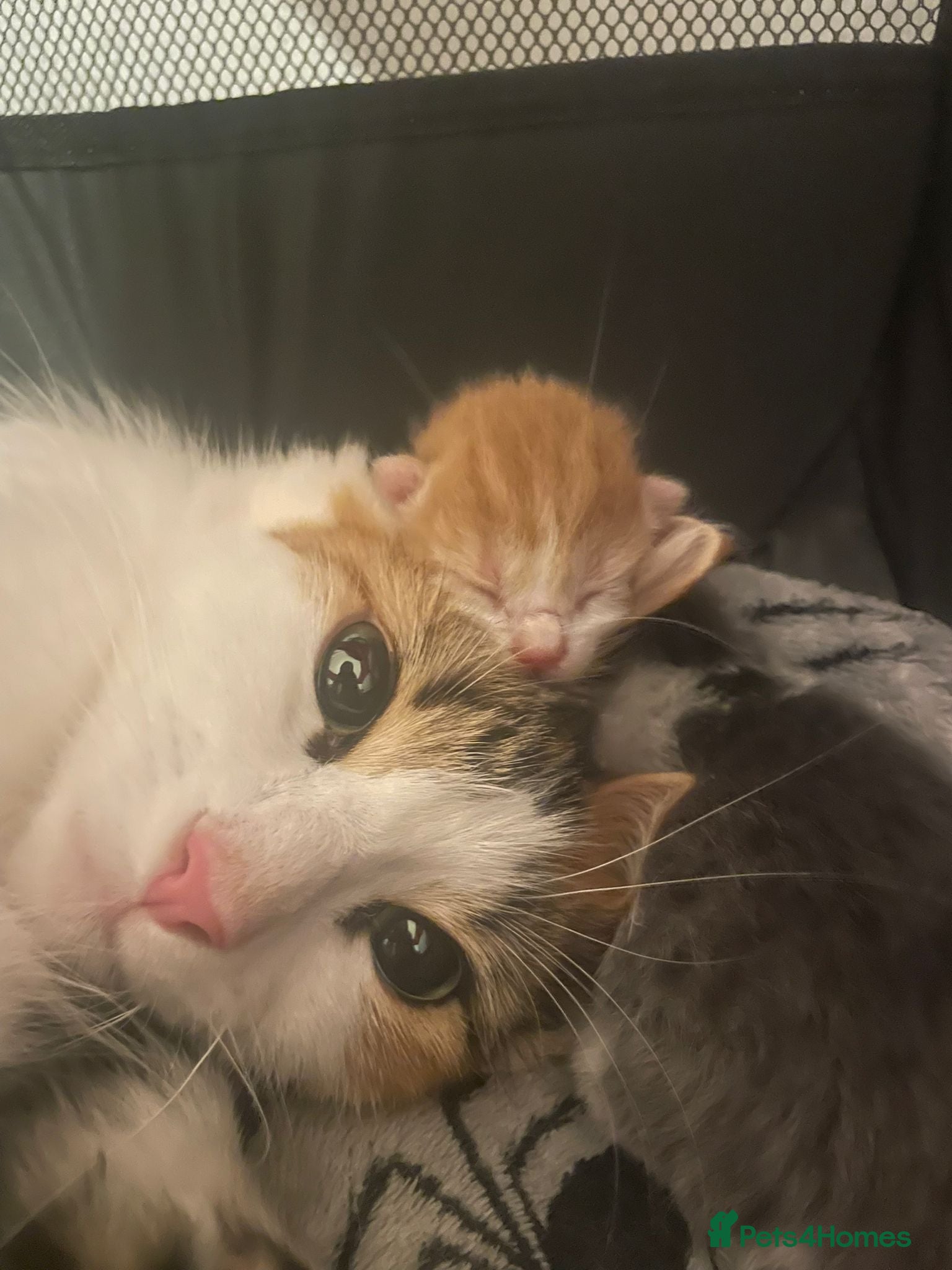 Mixed Breed cats 5 kittens for sale. - Advert 1