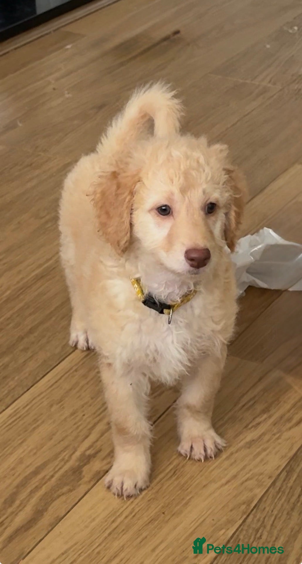 Mini Goldendoodle dogs LAST 2 GOLDENDOODLE PUPPIES - Advert 2