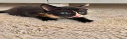 Mixed Breed cats for sale: 5 beautiful kittens for sale 🖤🧡  - Advert 18