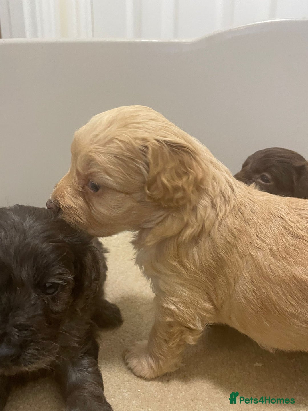 Cockapoo dogs for sale: F1 cockapoo p,a,r tested clear - Advert 29