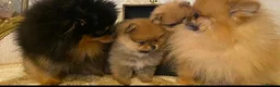 Pomeranian dogs for sale: Russian/Taiwan Pomeranian puppies - Advert 1