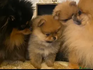 Pomeranian dogs Russian/Taiwan Pomeranian puppies - Advert 11
